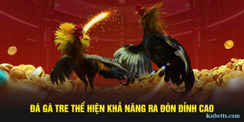 Đá gà tre thể hiện khả năng ra đòn đỉnh cao 